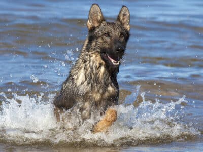 Protect Your Dog From Blue-Green Algae